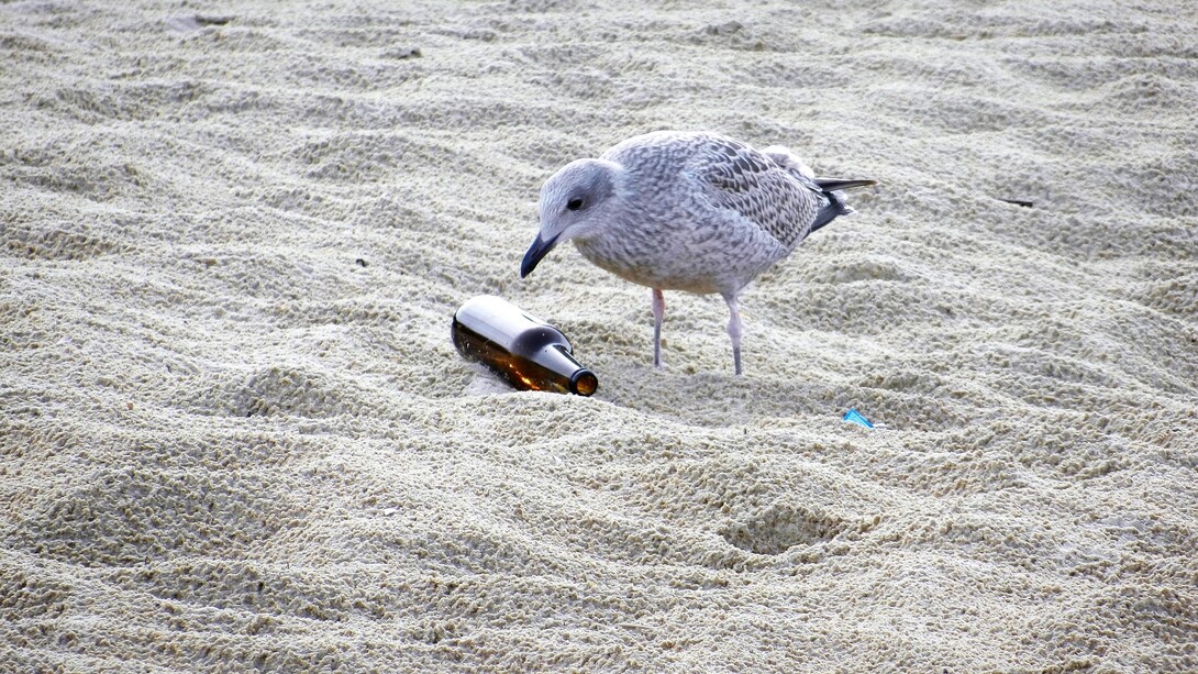 La desolación de la gaviota