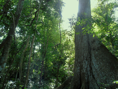 Parque Nacional Henri Pittier. Dentro de la selva nublada. Der. Nino, Cucharon o Candelo. Notese las raíces tabulares. Foto: Alberto Blanco Dávila
