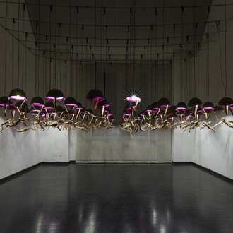 SUNLIGHT. Courtesy of Galleria Pack
