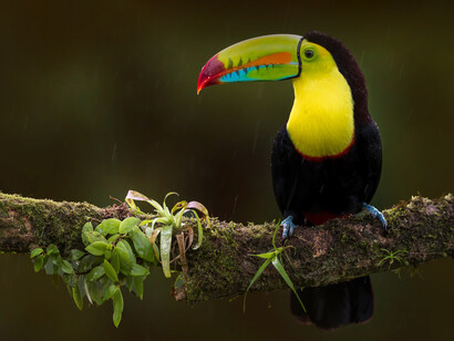 Toucan: Costa Rica contains more than 6% of the world’s biodiversity, despite covering only about 0.03% of the surface of the globe