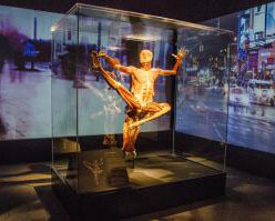 Body Worlds: Pulse. Courtesy of California Science Center