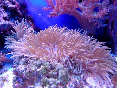 Barriere coralline: sentinelle fragili dell'oceano. Come l'acidificazione minaccia questi gioielli naturali