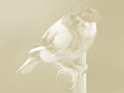 Carsten Höller, Canary (detail), 2009, Photogravure à la poudre d’or sur papier, Feuille 108x78cm (x9), Image 84,2x59 (x8), Image n°4 84,2x 62,8, Tirage : 17/24 et 6 exemplaires d’artiste, Centre national des arts plastiques, FNAC 2011-0165 (1 à 9) © Adagp, Paris / CNAP / photo : Galerie Air de Paris