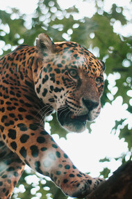 Onça pintada na Floresta Amazônica, espécie animal retratada no folclore brasileiro