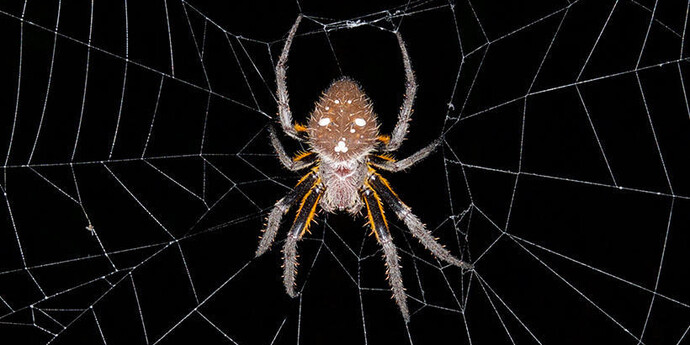 Arthropods. Courtesy of Harvard Museum of Natural History