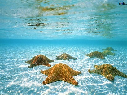 Estrellas de mar