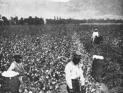 Silent rows of cotton mask the loud truth of forced Black labor, a foundation of American wealth rarely acknowledged