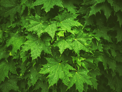 Rispetto per la natura