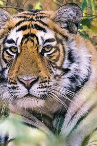 The Tiger Conservation