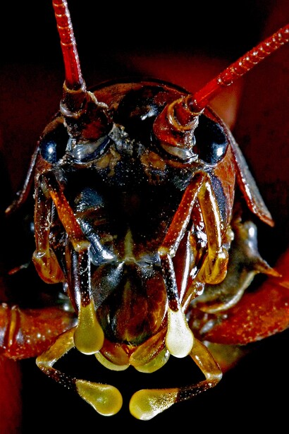 El grillo acuatico del tepuy Churi, «Hydrolutos breweri» (foto: Charles Brewer Carias)