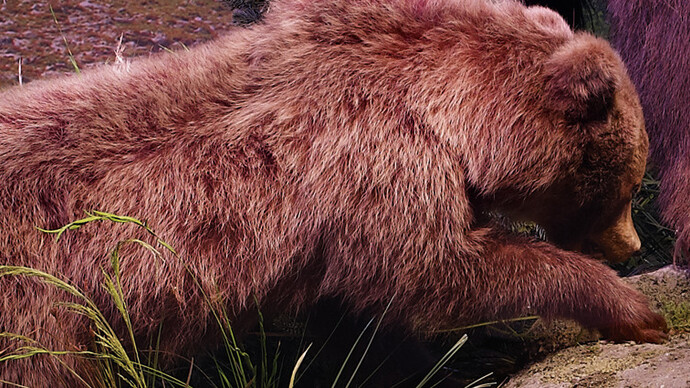 The Alpine bioregion. Courtesy of Grigore Antipa National Museum of Natural History