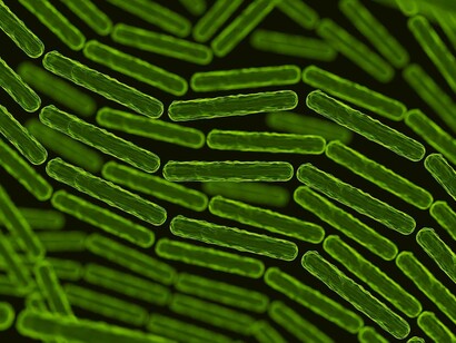 Image obtenue par microscopie électronique à balayage d'Escherichia coli, cultivée en culture et adhérant à une lamelle