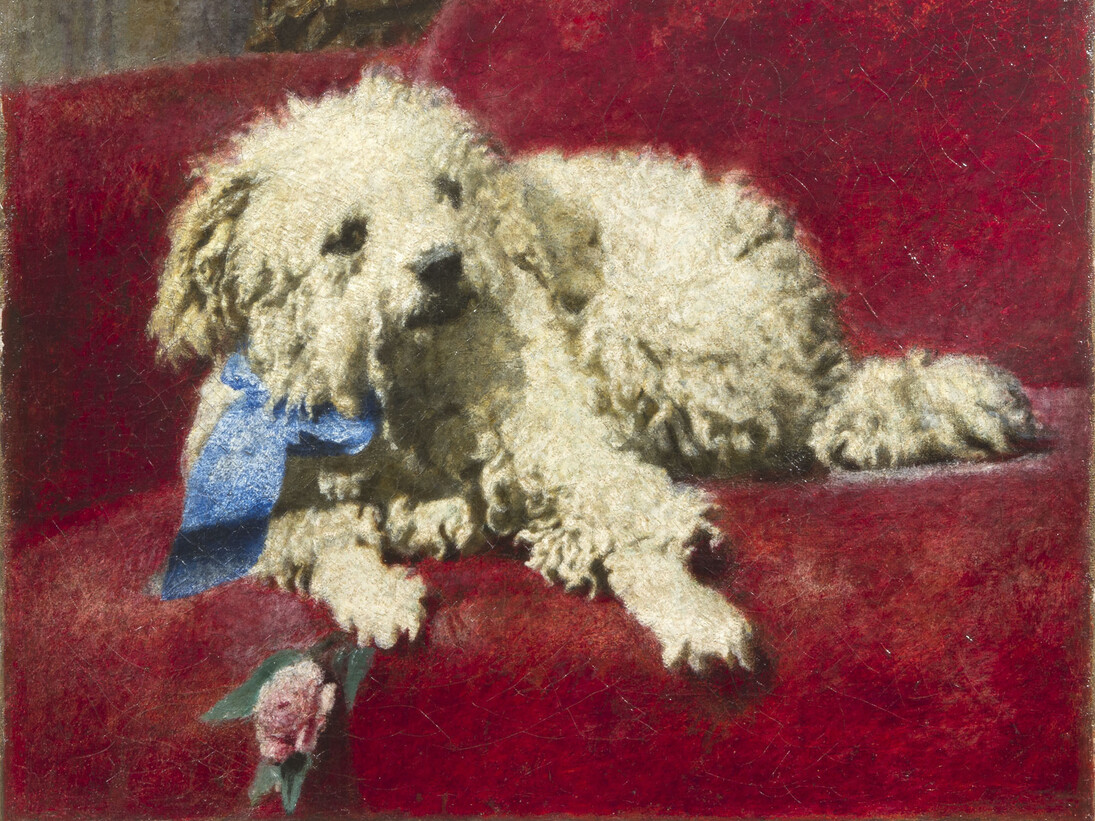 Daniele Ranzoni, Barboncino bianco (Il cagnetto Troubetzkoy), olio su tela, 37 x 44 cm