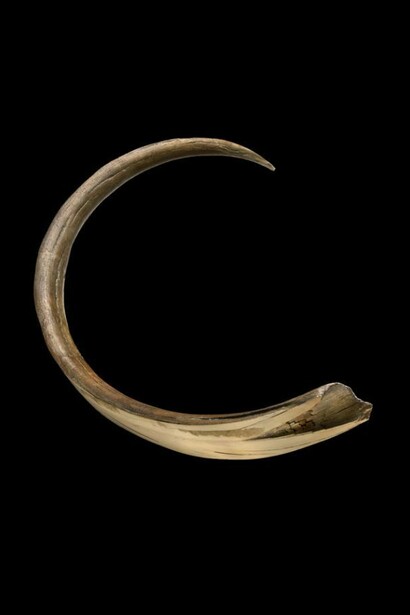 Mammoth tusk - scientists examine mammoth tusks to discover how old the animal was at the time of its death. Similar to rings on a tree, mammoth tusks grew in layers, year by year. Photo by John Weinstein © The Field Museum