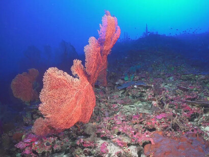 Ocean wonders, piece in exhibition. Courtesy of Australian National Maritime Museum