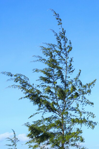 Natureza e corpo
