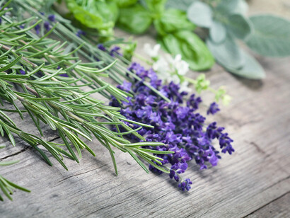 Fitoterapia: las hojas de salvia manifiestan actividad antibacteriana, fungistática y virostática. Es además astringente e inhibidora de la sudoración