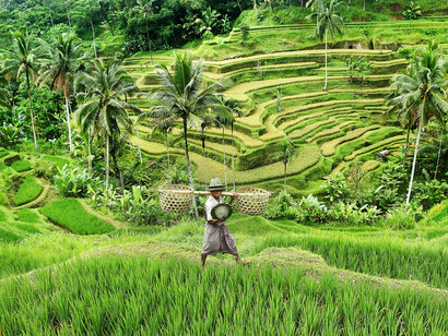 Lo sfruttamento dei terreni a scopo agricolo in Asia