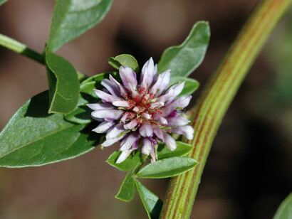 Liquirizia (Glycyrrhiza glabra)