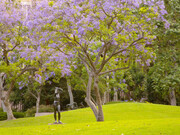 Franklin D. Murphy Sculpture Garden. Courtesy of Hammer Museum 