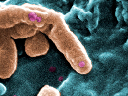 Il microbioma intestinale
