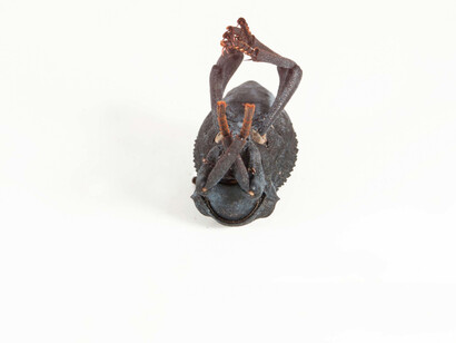 Coléoptère simili-mort (Absolus verrucosus). Courtoisie du Musée canadien de la nature. Photo par Alex Macdonald