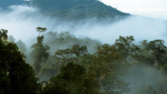 Foresta del Borneo