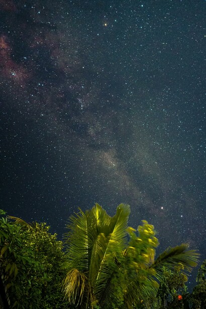 Noite estrelada acima das árvores