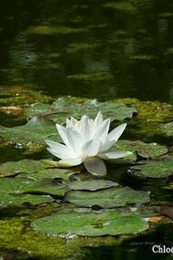 Nenuphar floating in one pond in Villa Lante
