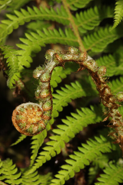 Germoglio di felce (Polystichum setiferum) 