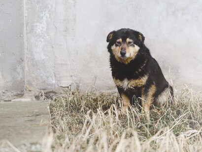 Um cão velho e triste é um retrato de uma sociedade para quem tudo é descartável