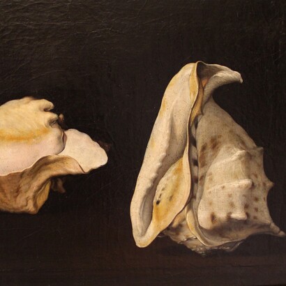 Filippo napoletano, Due conchiglie, 1600-20 ca. Villa Medicea di Poggio a Caiano (Prato), Italia