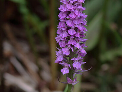 Southern Marsh Orchid © Gehan de Silva Wijeyeratne
