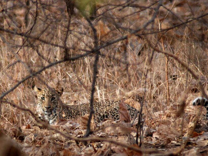 A Leopard resting in Gir's bushland