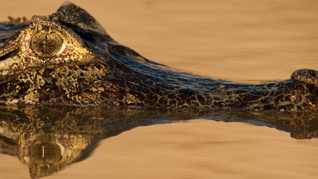 Crocs. Courtesy of Museum of Science