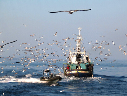 El barco solo contaba con licencia para cierto tipo de pescado, los cangrejos, langostas y otras especies que caían en las mallas y los cajones de arrastre, debían ser devueltos al mar