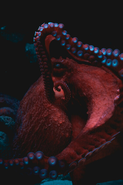 Um polvo. O termo "The Octopus" tornou-se simbólico nas teorias da conspiração