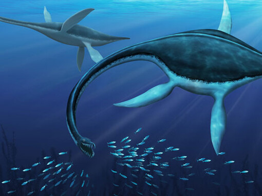 Fossil Gallery. Courtesy Canadian Museum of Nature 