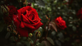 La rosa rossa simbolo alchimista