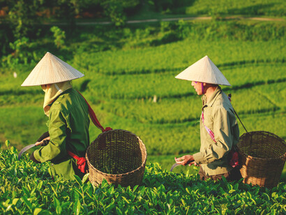 Phú Thọ, Vietnam, tea farmers tending to vibrant green fields