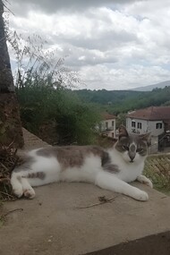 Gatto randagio del Borgo di Sipicciano, Viterbo, Italia. Il Poeta