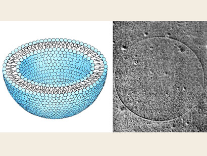 Left: schematic view of a liposome, (cross section)-notice the bilayer lipid structure, typical of the biological cells. Right: microscopic rendering of a vesicle of fatty acids, in this case a “giant vesicle, which measure ca. 100 micron in diameter.