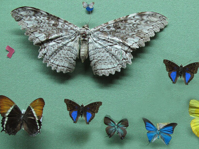 Zoología Invertebrados. Courtesy of Museo de La Plata