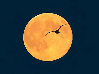 The moon that watched over human souls took such pity on the Mandarin and his bird that she gave them a second chance Ⓒ Shawn Harquail