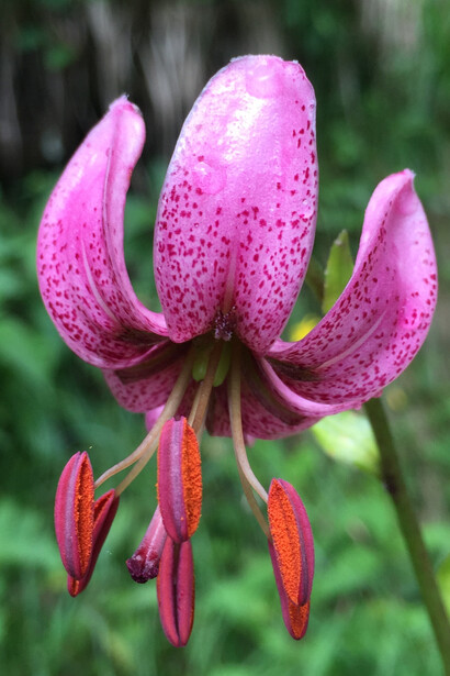 Lilium sp. 