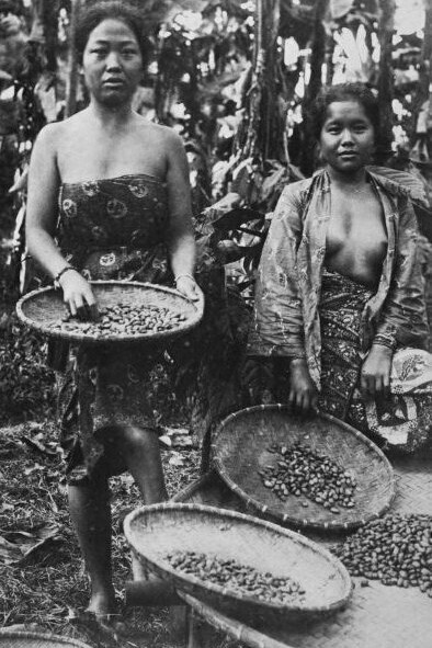 Cultivo de cacao, colección del 
Wereldmuseum Amsterdam 