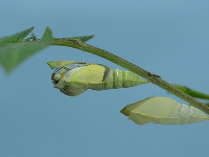 Metamorfosi. Farfalla esce dal bozzo 