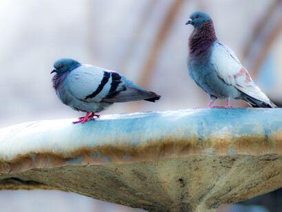 Fountain birds
