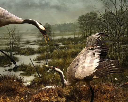 Northern Ways. Courtesy of Arktikum