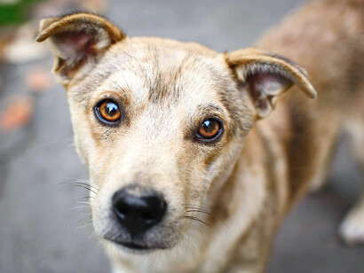 Acercamiento a un perro callejero